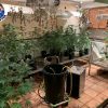 Descubierta una plantación de marihuana en una vivienda de Zizurkil