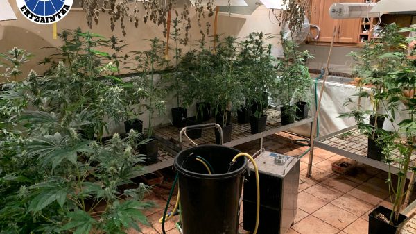 Descubierta una plantación de marihuana en una vivienda de Zizurkil