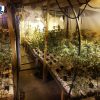 La Ertzaintza incauta 937 plantas de marihuana en Eibar