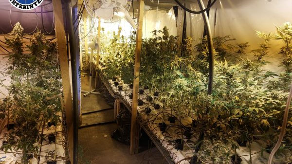 La Ertzaintza incauta 937 plantas de marihuana en Eibar