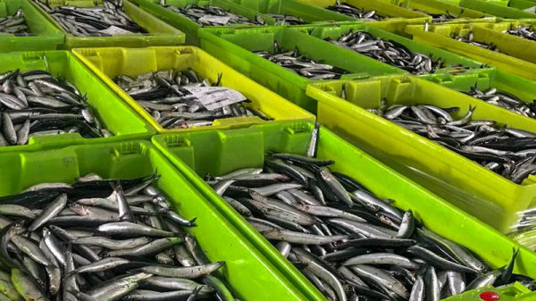 La biomasa de anchoa registra su máximo histórico en el Golfo de Bizkaia