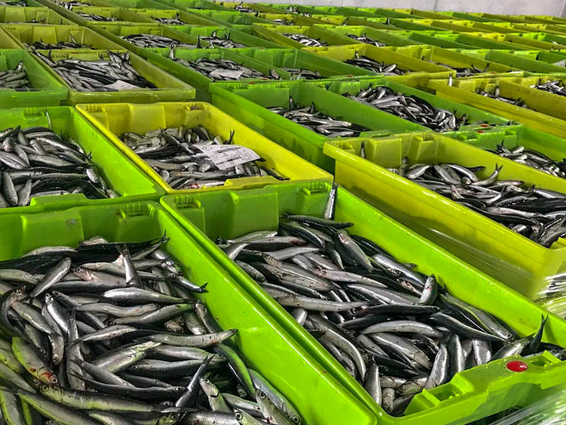 La biomasa de anchoa registra su máximo histórico en el Golfo de Bizkaia