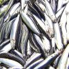 La biomasa de anchoa registra su máximo histórico en el Golfo de Bizkaia