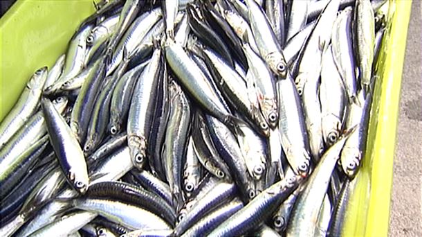 La biomasa de anchoa registra su máximo histórico en el Golfo de Bizkaia