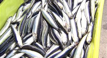 El stock de anchoa registra su máximo histórico en el Golfo de Bizkaia