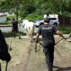 La Diputación de Bizkaia retira seis cabezas de ganado de propietarios que utilizaban sin autorización unas zonas de pasto en La Arboleda