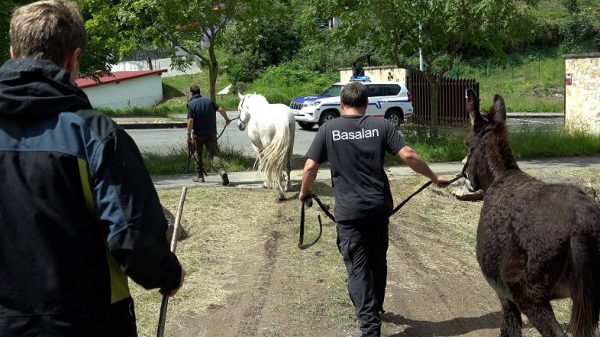 La Diputación de Bizkaia retira seis cabezas de ganado de propietarios que utilizaban sin autorización unas zonas de pasto en La Arboleda
