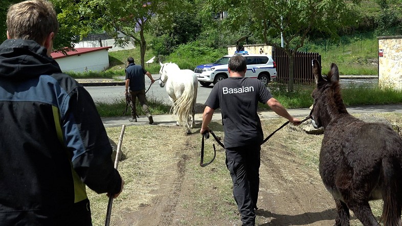 La Diputación de Bizkaia retira seis cabezas de ganado de propietarios que utilizaban sin autorización unas zonas de pasto en La Arboleda