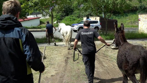 La Diputación de Bizkaia retira otras 28 cabezas de ganado de cuatro propietarios que utilizaban sin autorización pastos en La Arboleda