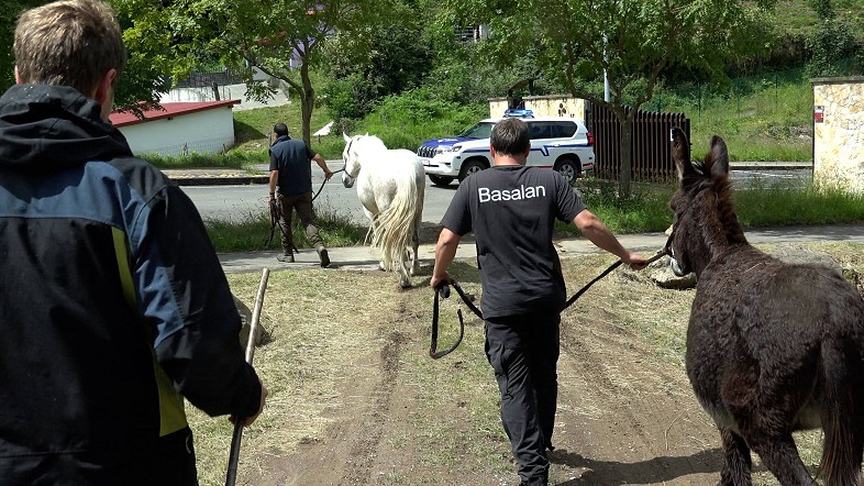 La Diputación de Bizkaia retira otras 28 cabezas de ganado de cuatro propietarios que utilizaban sin autorización pastos en La Arboleda