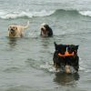 Cuatro personas sancionadas en San Sebastián por bajar con perros a la playa