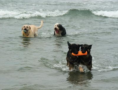 Cuatro personas sancionadas en San Sebastián por bajar con perros a la playa